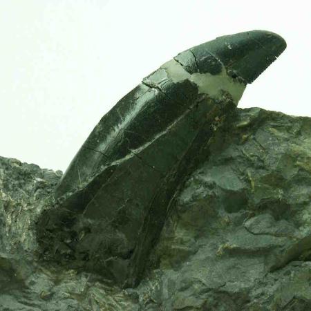 Microvisitas al Jurásico Asturiano