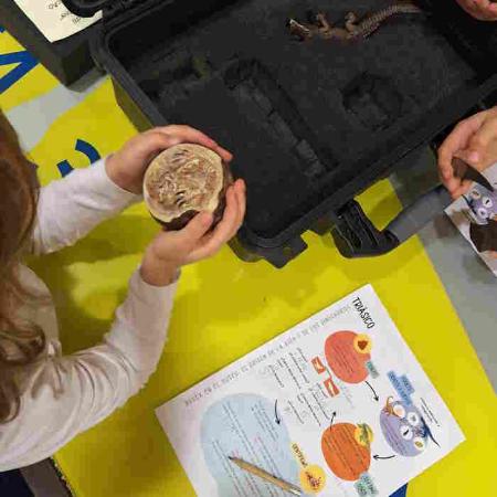 Busca en el Museo: el origen de la vida y los dinosaurio