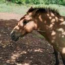 Imagen Visitas a los cercados del Parque