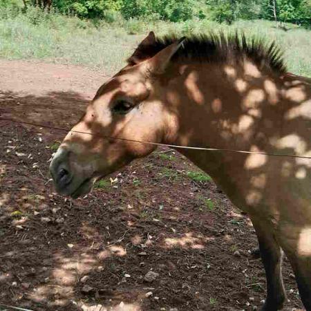 Visitas a los cercados del Parque