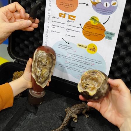 Busca en el Museo: el origen de la vida y los dinosaurios