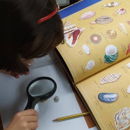 La vida secreta de las conchas