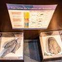 Imagen Curso de formación Patrimonio geológico del Jurásico de Asturias